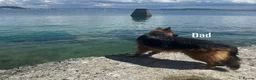 German Shepherd dogs for sale: 2 long-haired German Shepherd puppies for sale in Haverhill - Advert 6
