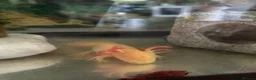 Axolotl reptiles for sale: 18 month old Golden axolotl  in Stourport-on-Severn - Advert 8