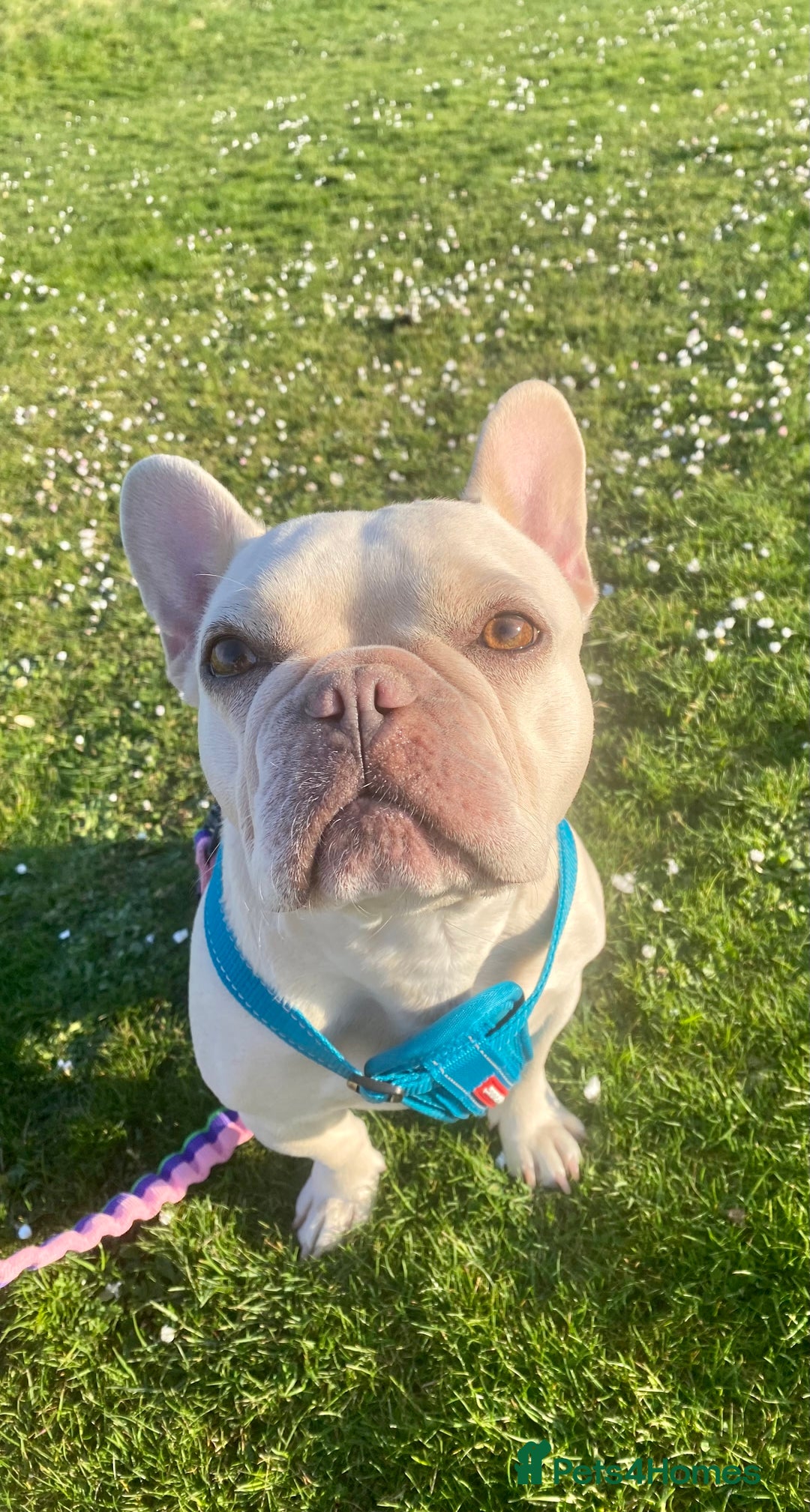 French Bulldog dogs for sale: Highly Health tested French Bulldog Puppies - Advert 2