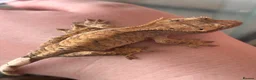 Gecko reptiles for sale: Baby Crested Geckos in Grimsby - Advert 1