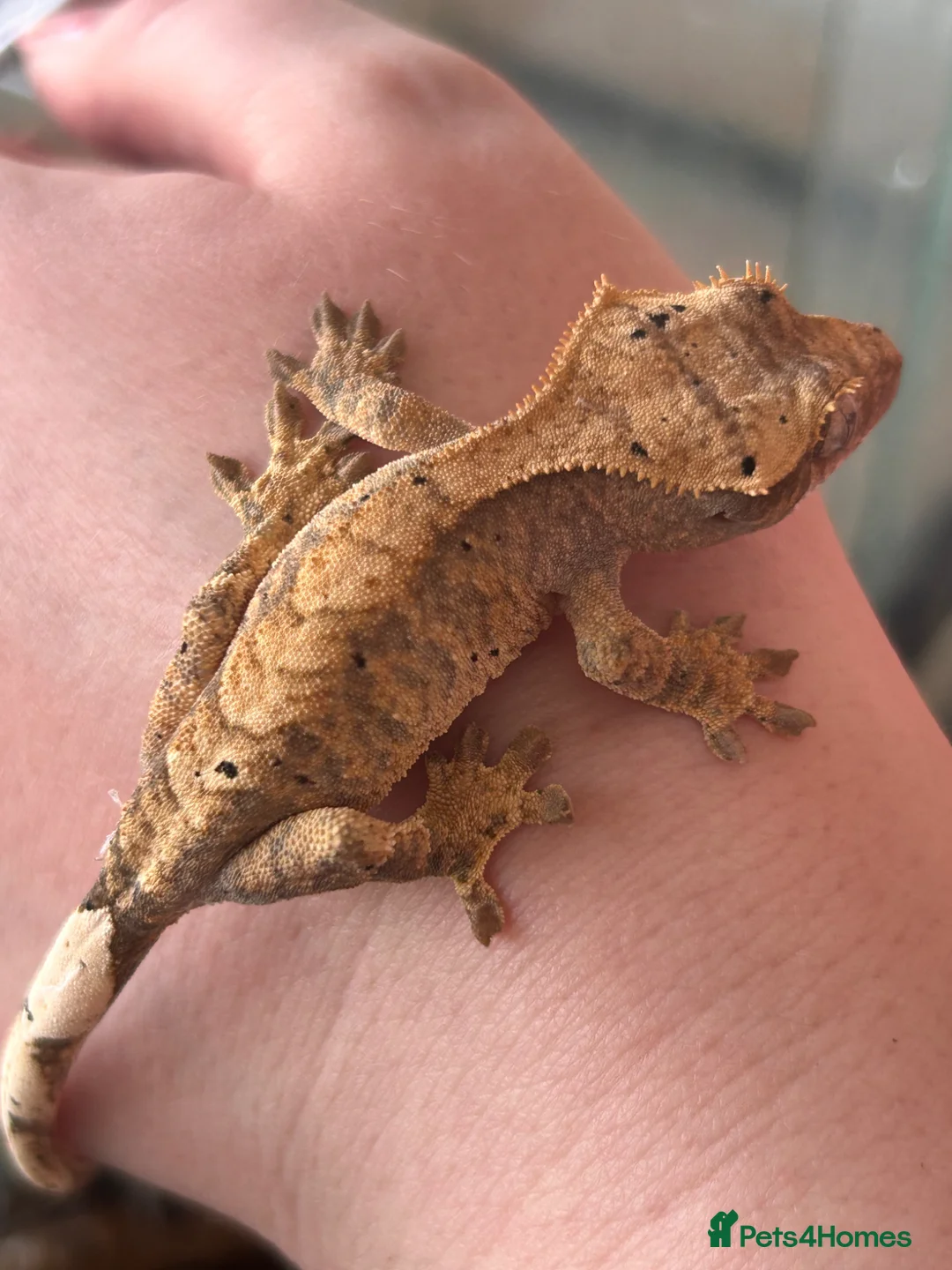 Gecko reptiles for sale: Baby Crested Geckos in Grimsby - Advert 1