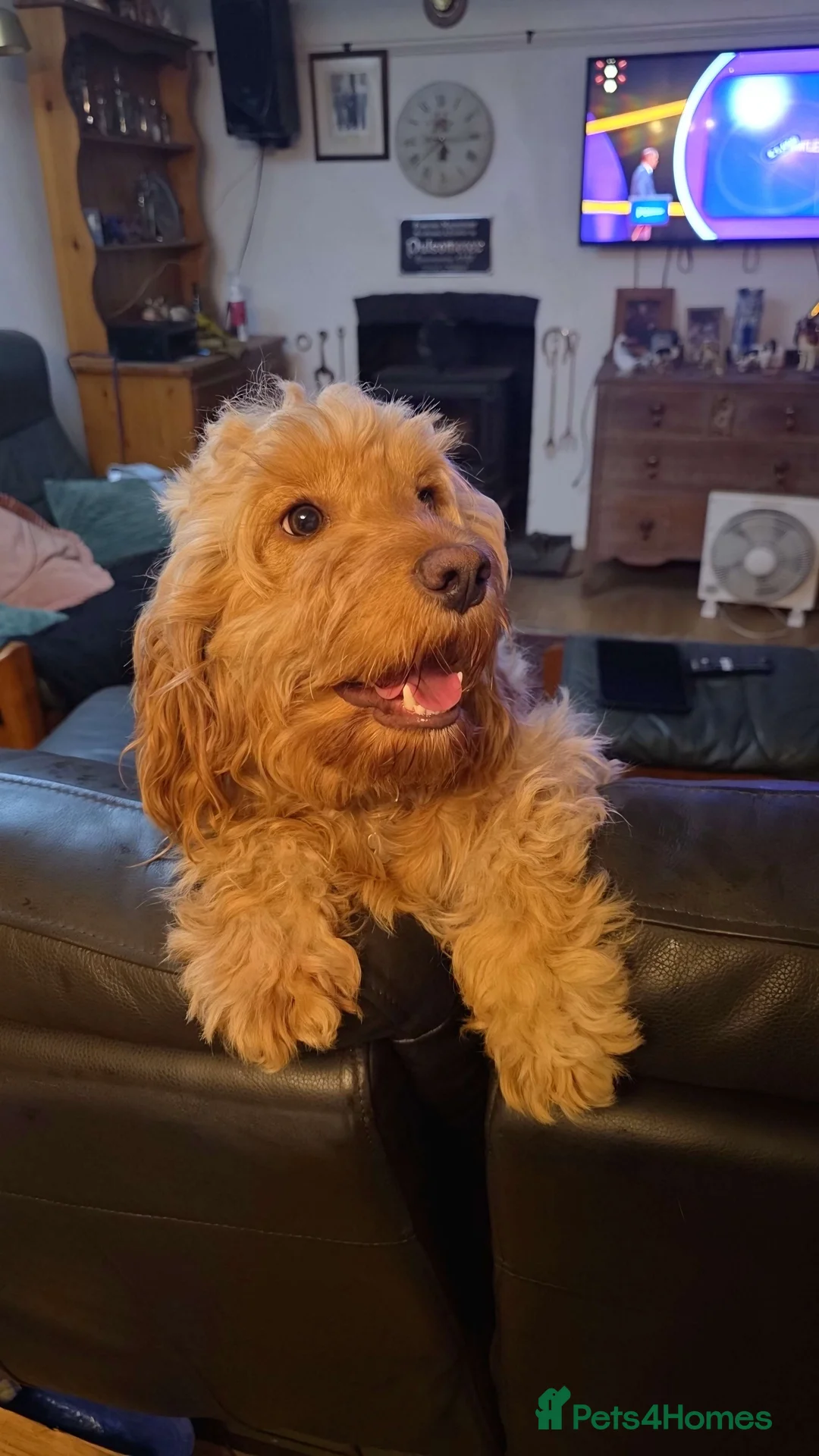 Cockapoo dogs for sale: Litter of Cockapoo's for sale - Advert 6