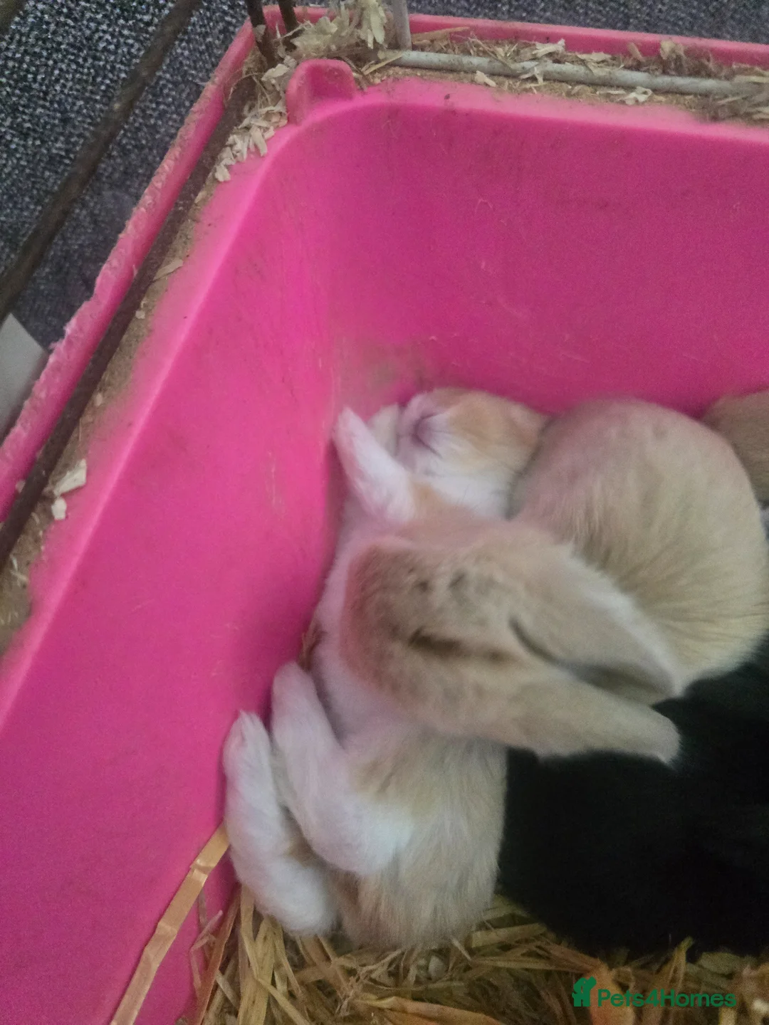 French Lop rabbits for sale: A Total of 8 Large French Lops - Advert 2