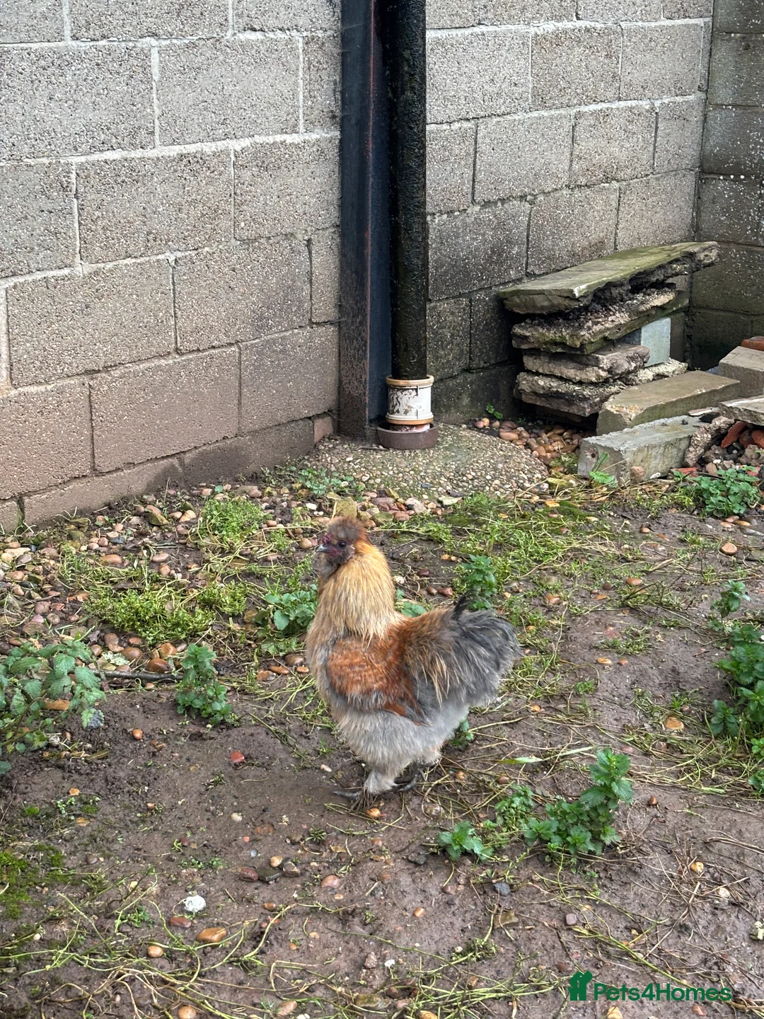 Chickens poultry for sale: Silkie Cockeral - Advert 3