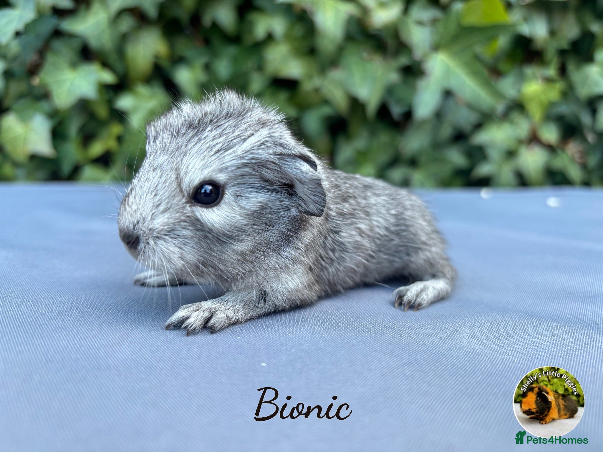 Guinea Pig rodents Gorgeous baby brothers  - Advert 21