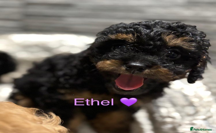 Cavapoo dogs - Advert 3