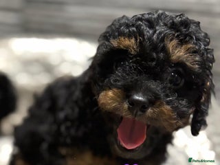Cavapoo dogs - Advert 1