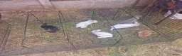 Rex rabbits for sale: Baby rabbit - Advert 2