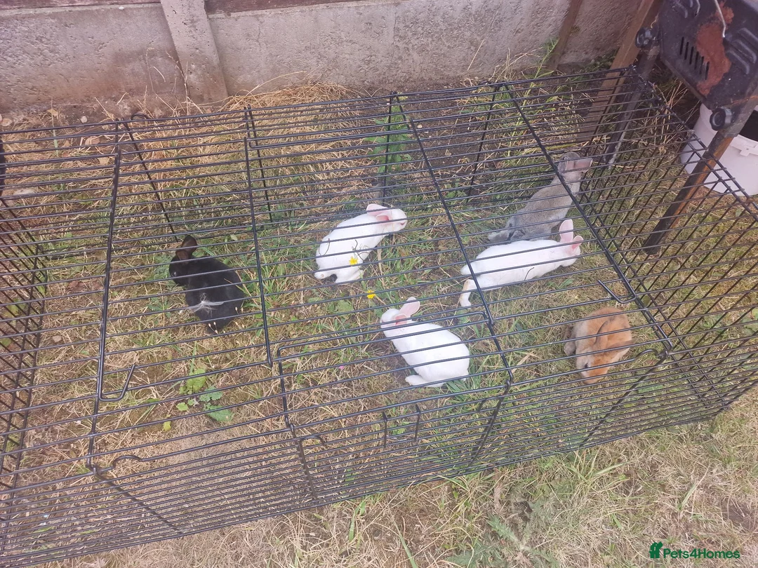 Rex rabbits for sale: Baby rabbit - Advert 2