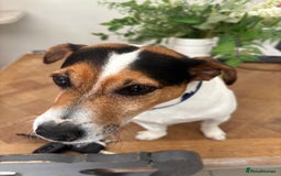 Jack Russell dogs for sale: Jack Russell 6 years old  - Image 2