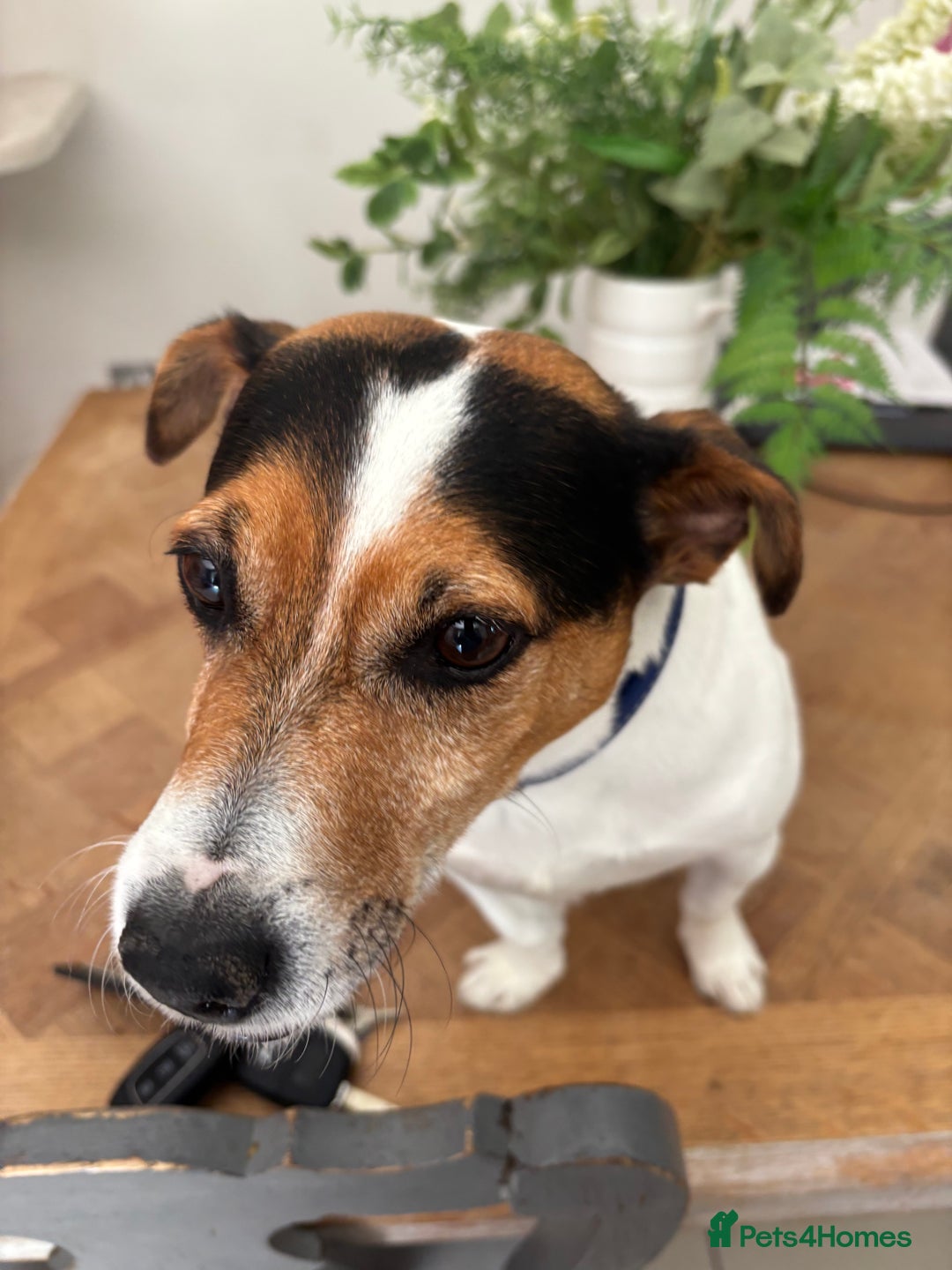 Jack Russell dogs for sale: Jack Russell 6 years old  - Image 2