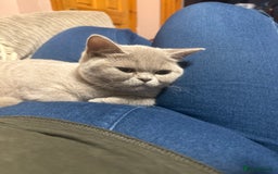 British Shorthair cats for sale: Lilac bsh female  - Image 9