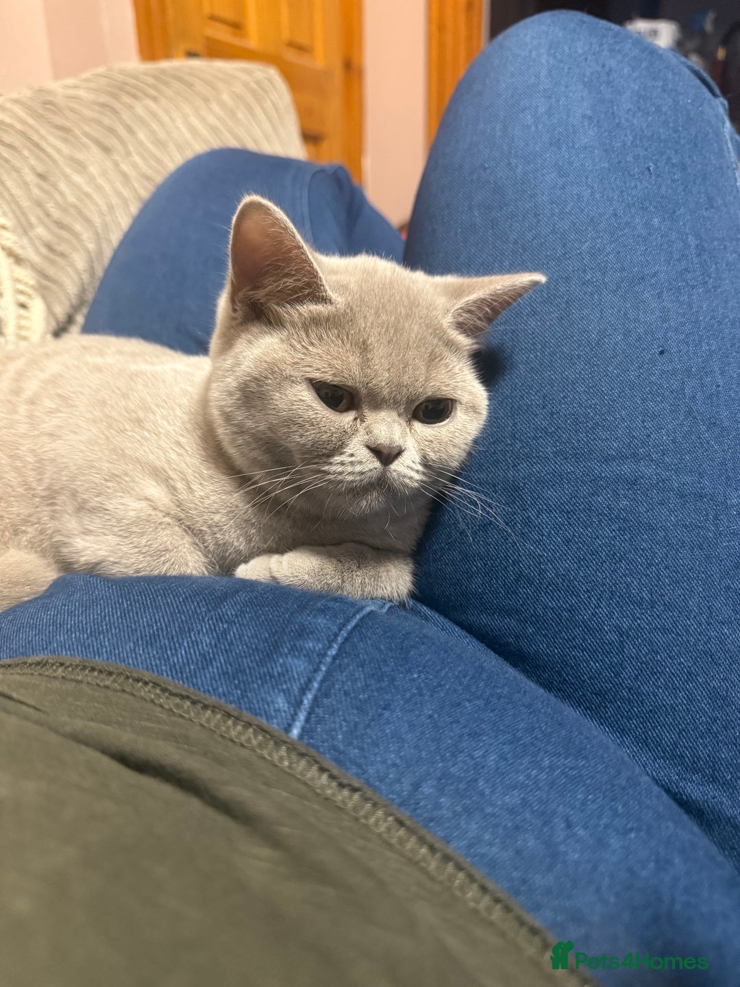 British Shorthair cats for sale: Lilac bsh female  - Image 9