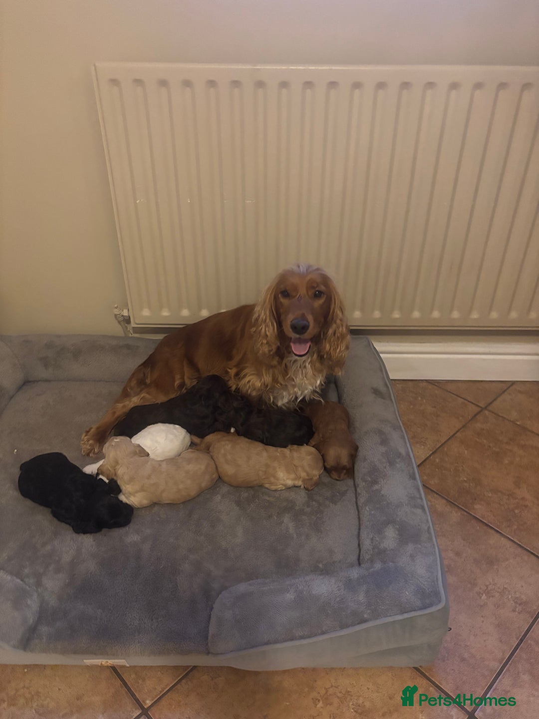 Cockapoo dogs for sale: Stunning F1 Cockapoos from H/Tested KC Parents!! - Image 4