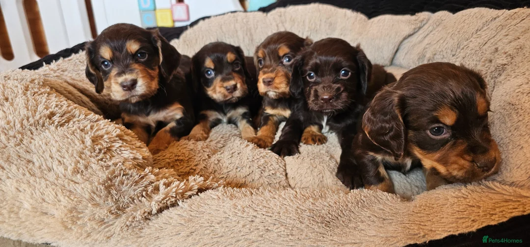Cocker Spaniel dogs for sale: 5 STUNNING KC WORKING TYPE COCKER SPANIELS  - Advert 1