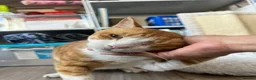 Mixed Breed cats for adoption: Extremely Affectionate Indoor Rescue Louie - Advert 5