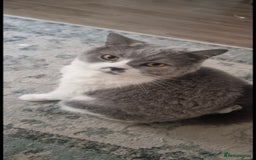 British Shorthair cats for sale: Urgent Rehoming Needed - Image 1