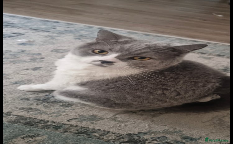 British Shorthair cats - Advert 11