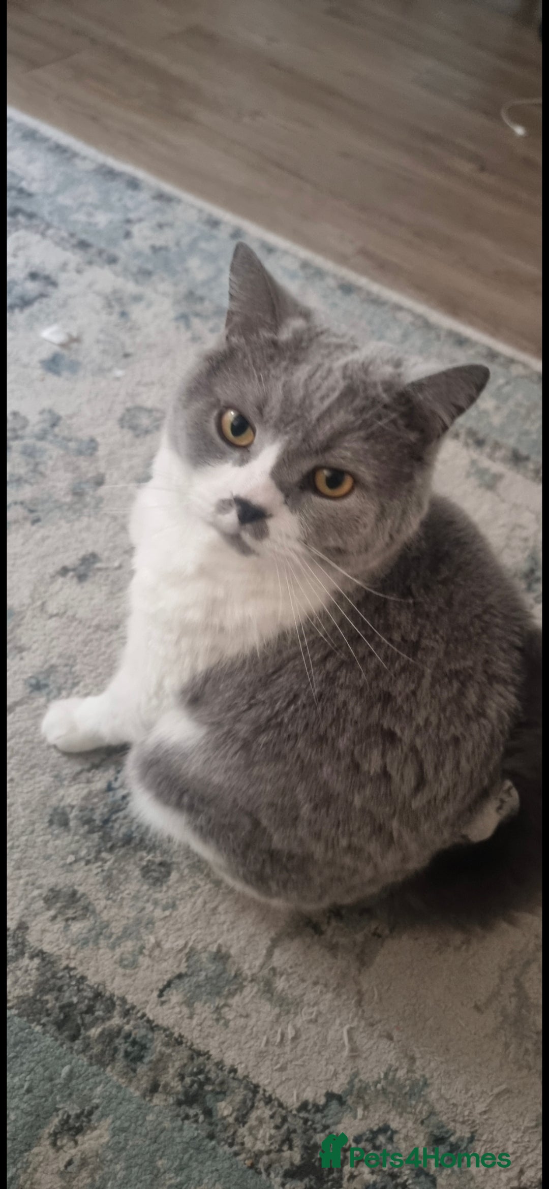 British Shorthair cats for sale: Urgent Rehoming Needed - Image 1