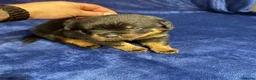 Rottweiler dogs for sale: Beautiful ROTTWEILER puppies  - Advert 15
