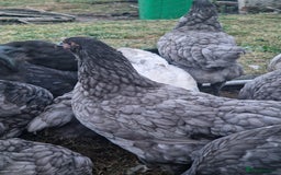 Chickens poultry for sale: Point of Lay hens Jersey Giants, Pekin & Olive egg - Image 11