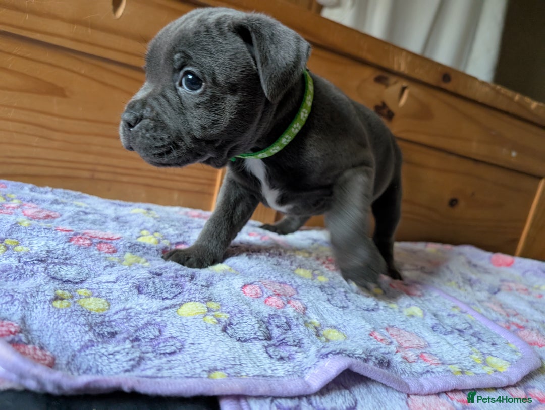 Staffordshire Bull Terrier dogs for sale: Beautiful Kennel registered blue staffie for sale  - Image 15