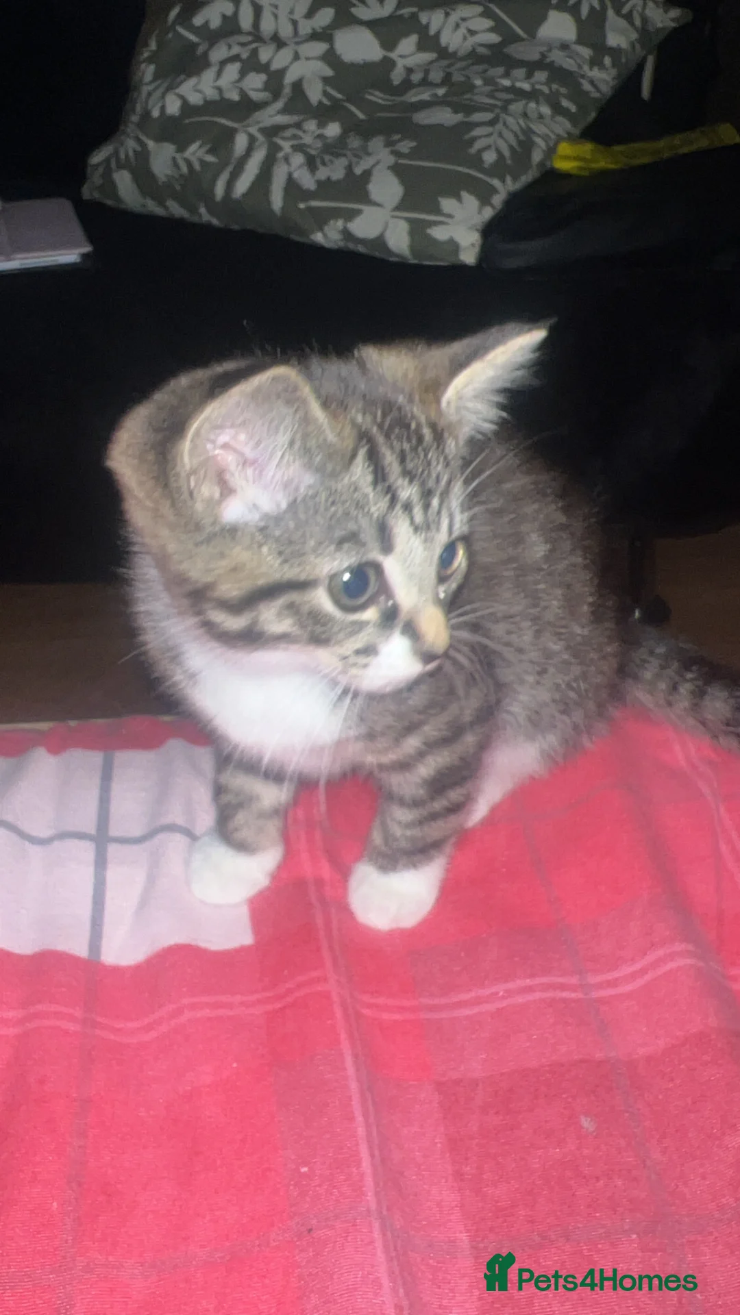 Mixed Breed cats for sale: Cute and playful kittens  - Advert 2