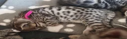 Bengal cats for sale: 1 Female Left!! Ready to leave Bengal Mix Kittens - Advert 16