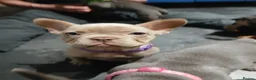 French Bulldog dogs for sale: French bulldogs puppies  - Advert 4
