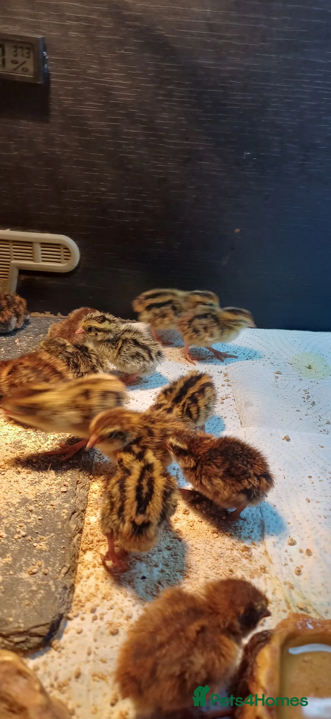 Quail poultry for sale: Coturnix quail - Advert 3
