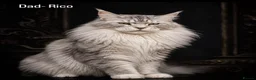 Maine Coon cats for sale: 💗RARELY AVAILABLE💗Imported Champion Bloodlines⭐️ - Advert 4