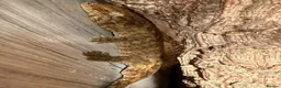 Lizard reptiles for sale: Dark Morph Baby Leachianus Geckos  Dark Morph  - Advert 3