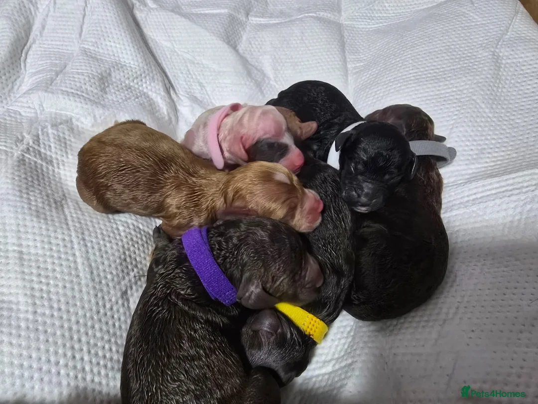 Cockapoo dogs for stud: PROVEN Chocolate brown cockapoo for stud in Boston - Advert 14