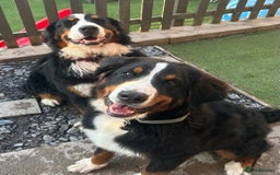 Bernese Mountain Dog dogs for sale: 9 month old sweet pup  - Image 2