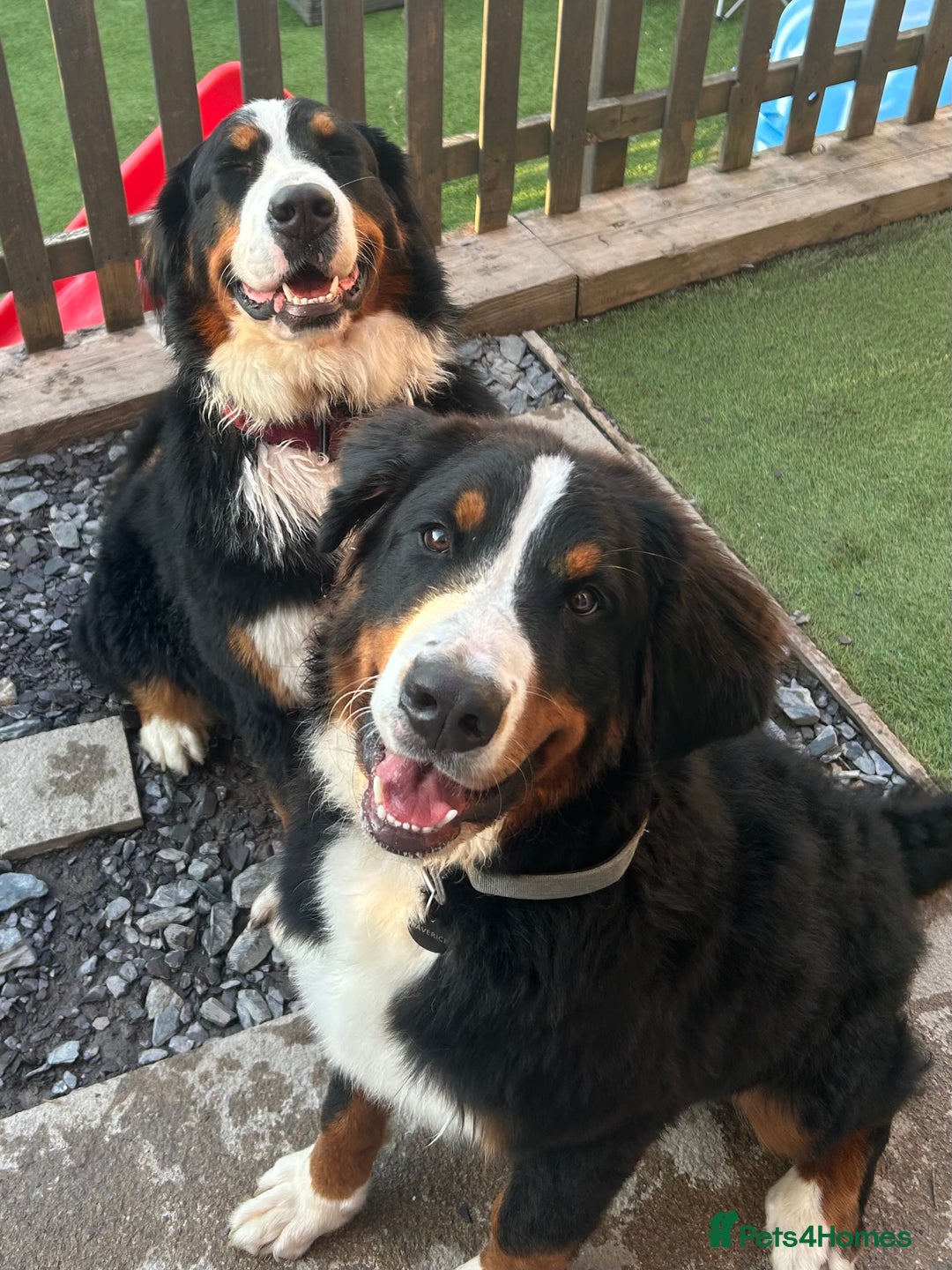 Bernese Mountain Dog dogs for sale: 9 month old sweet pup  - Image 2