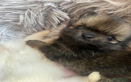 Pomeranian dogs for sale: Stunning KC reg Pomeranians  - Image 3