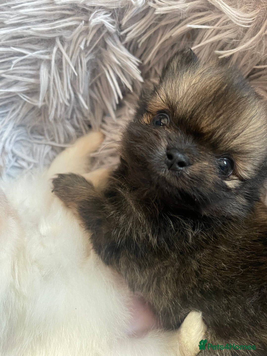 Pomeranian dogs for sale: Stunning KC reg Pomeranians  - Image 3