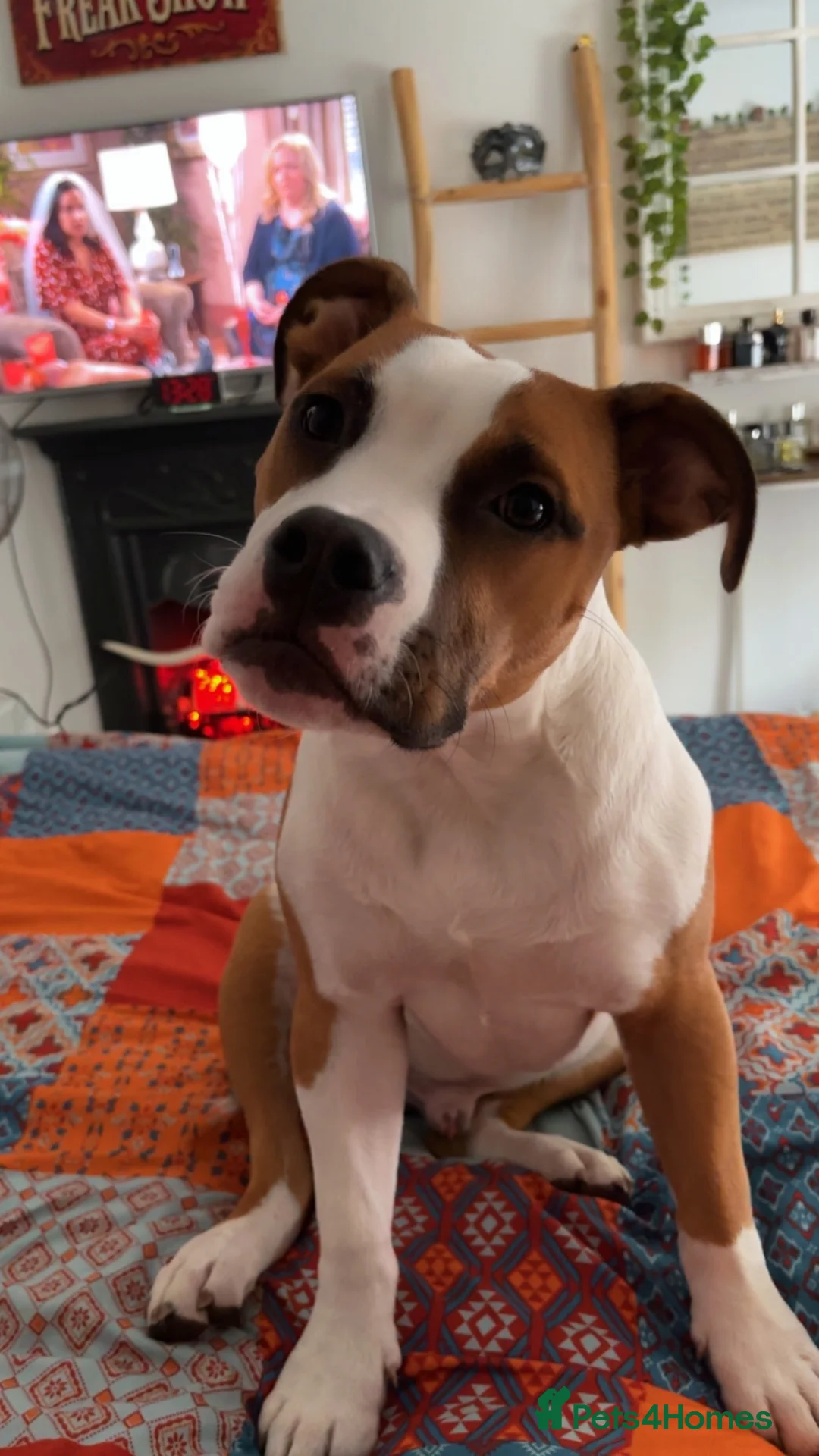American Bulldog dogs for sale: American Bulldog pedigree 6 month puppy - Advert 17