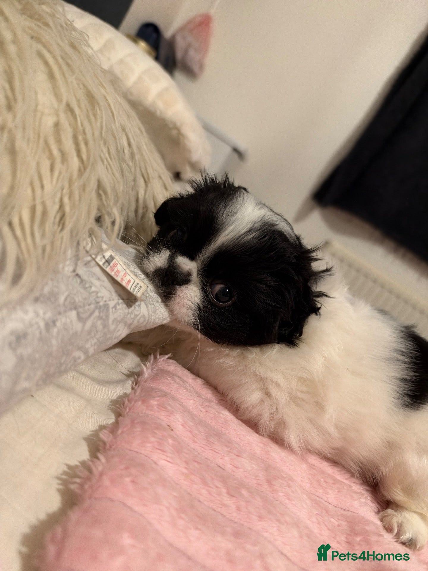 Pekingese dogs for sale: Pekingese puppies - Advert 4