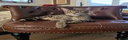 Bengal cats for sale: Friendly Adorable Bengal kittens  - Advert 17