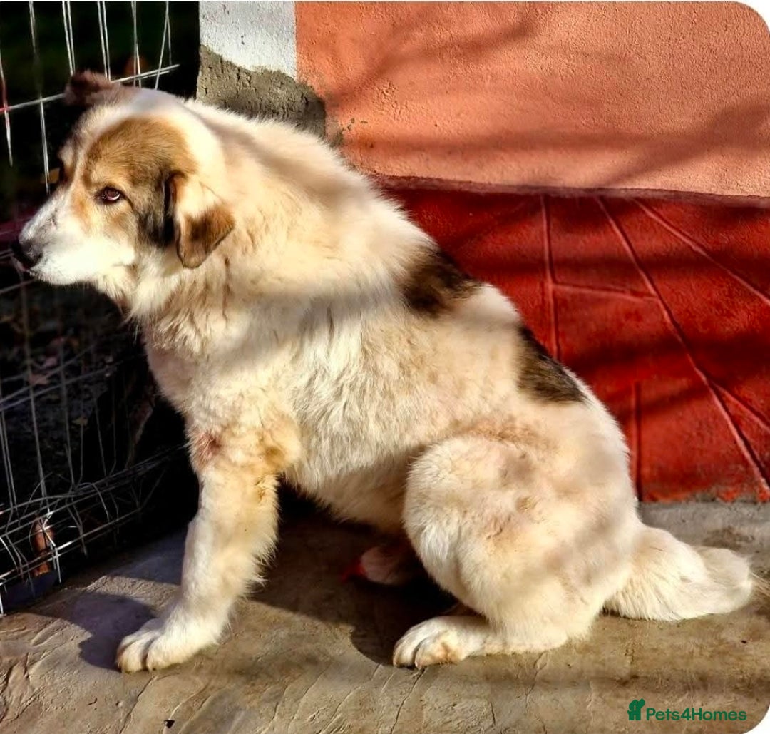 Mixed Breed dogs for adoption: GIGI  - Advert 6