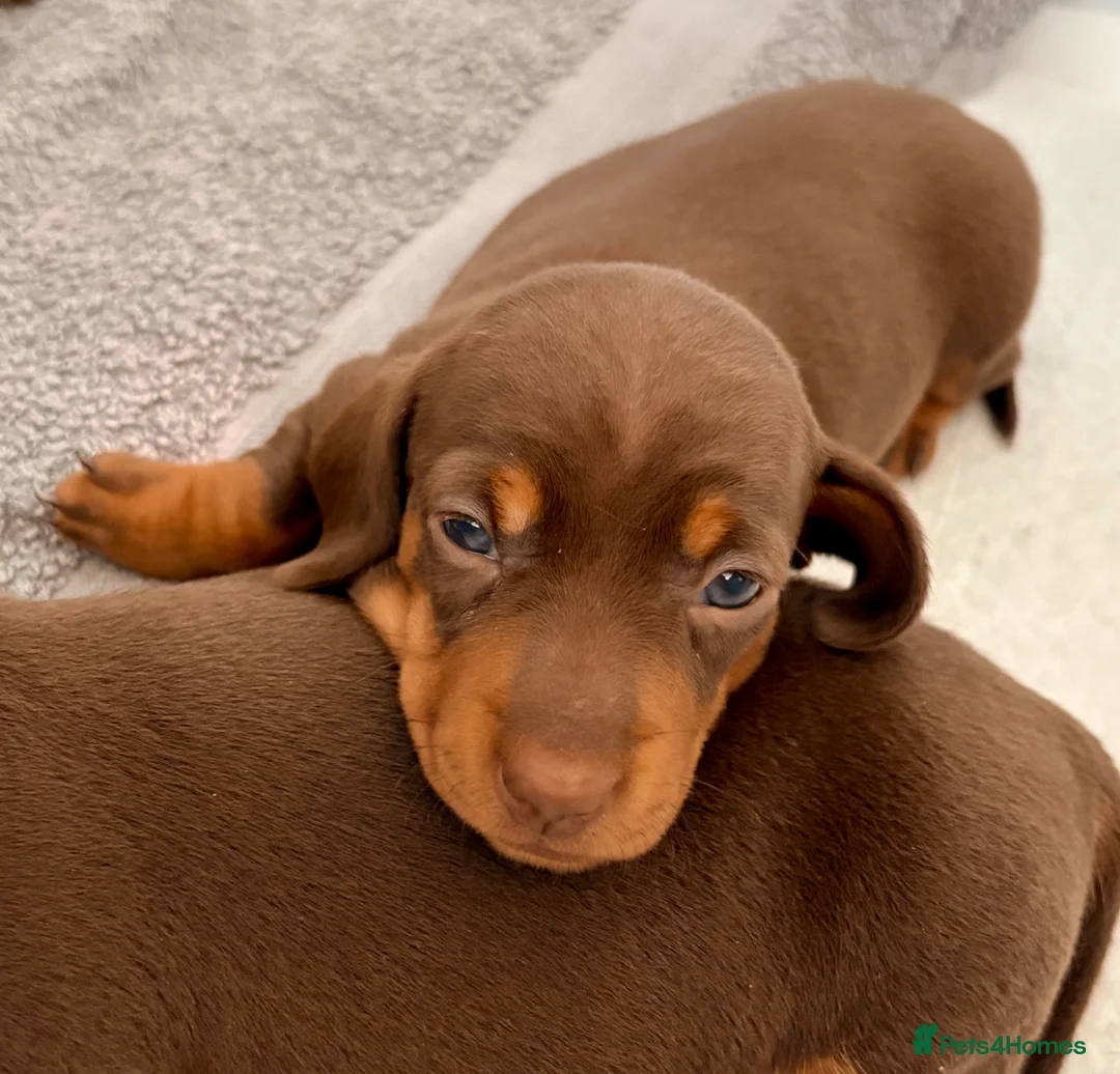 Miniature Dachshund dogs for sale: Chocolate & tan short hair miniature dachshund  - Advert 2