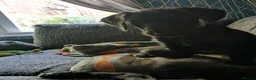 Mixed Breed dogs for sale: Beautiful Female Doberdoodle  in Kirkcaldy - Advert 4