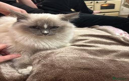 Ragdoll cats for sale: Ragdoll Kittens - Image 9