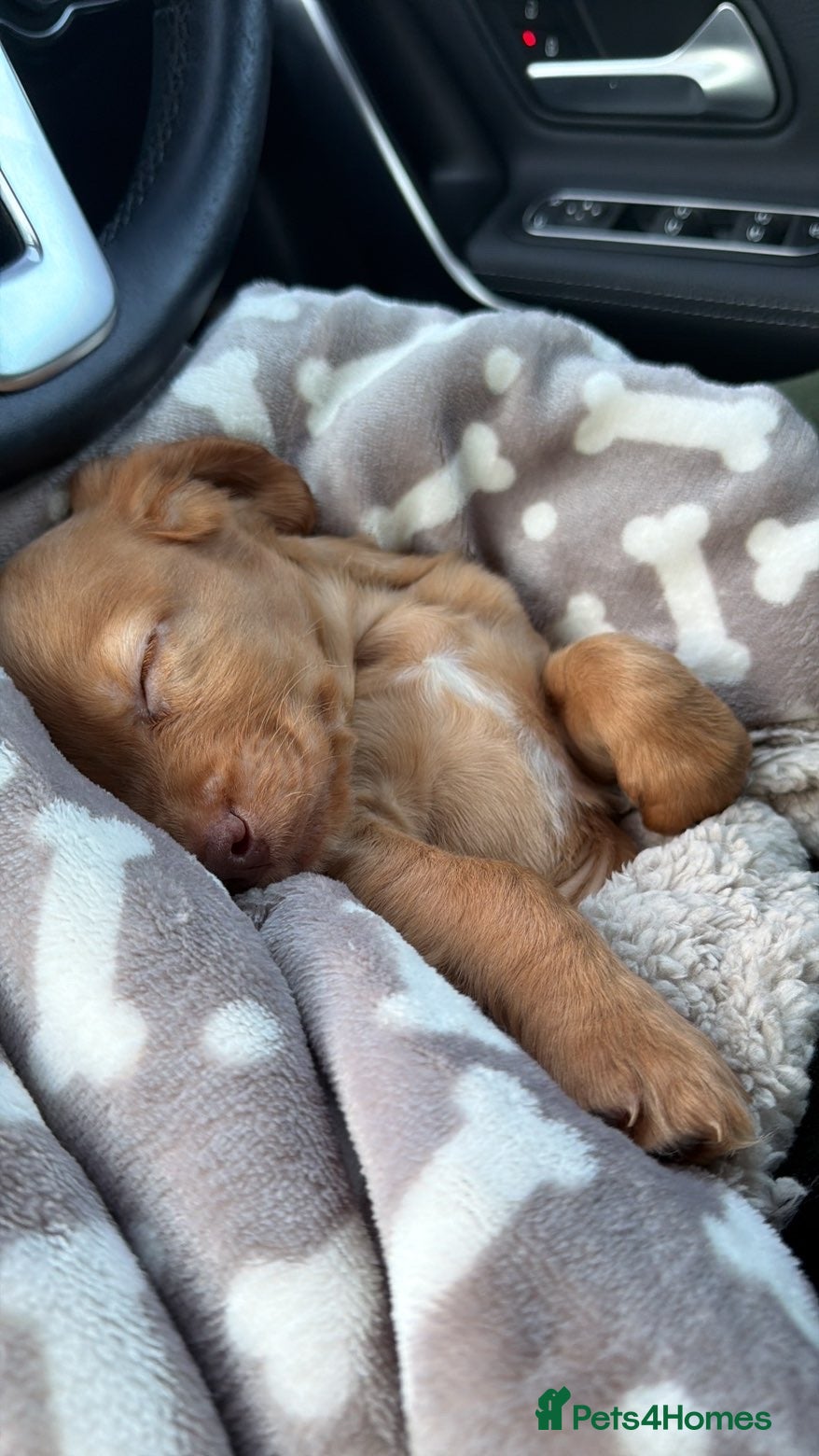 Cocker Spaniel dogs 13 week old male cocker spaniel pup - Advert 1