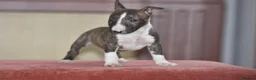 English Bull Terrier dogs for sale: Quality miniature english bull terrier pups - Advert 6