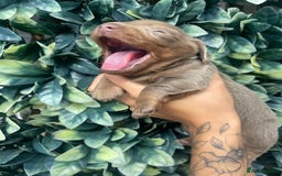 Miniature Dachshund dogs for sale: Long haired Isabella and tan miniature dachshund  - Image 13