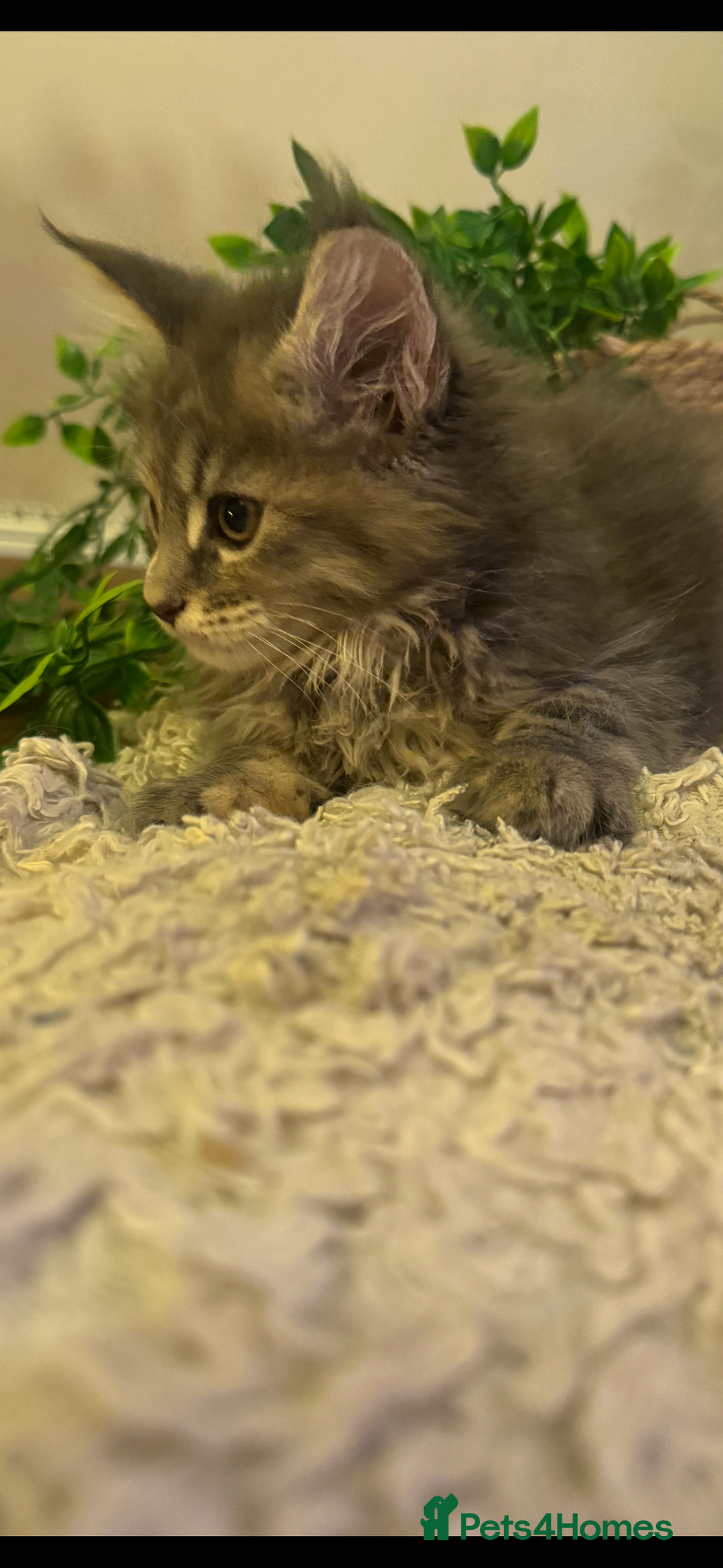 Maine Coon cats for sale: Stunning Pure Bred Maine Coons - Advert 7