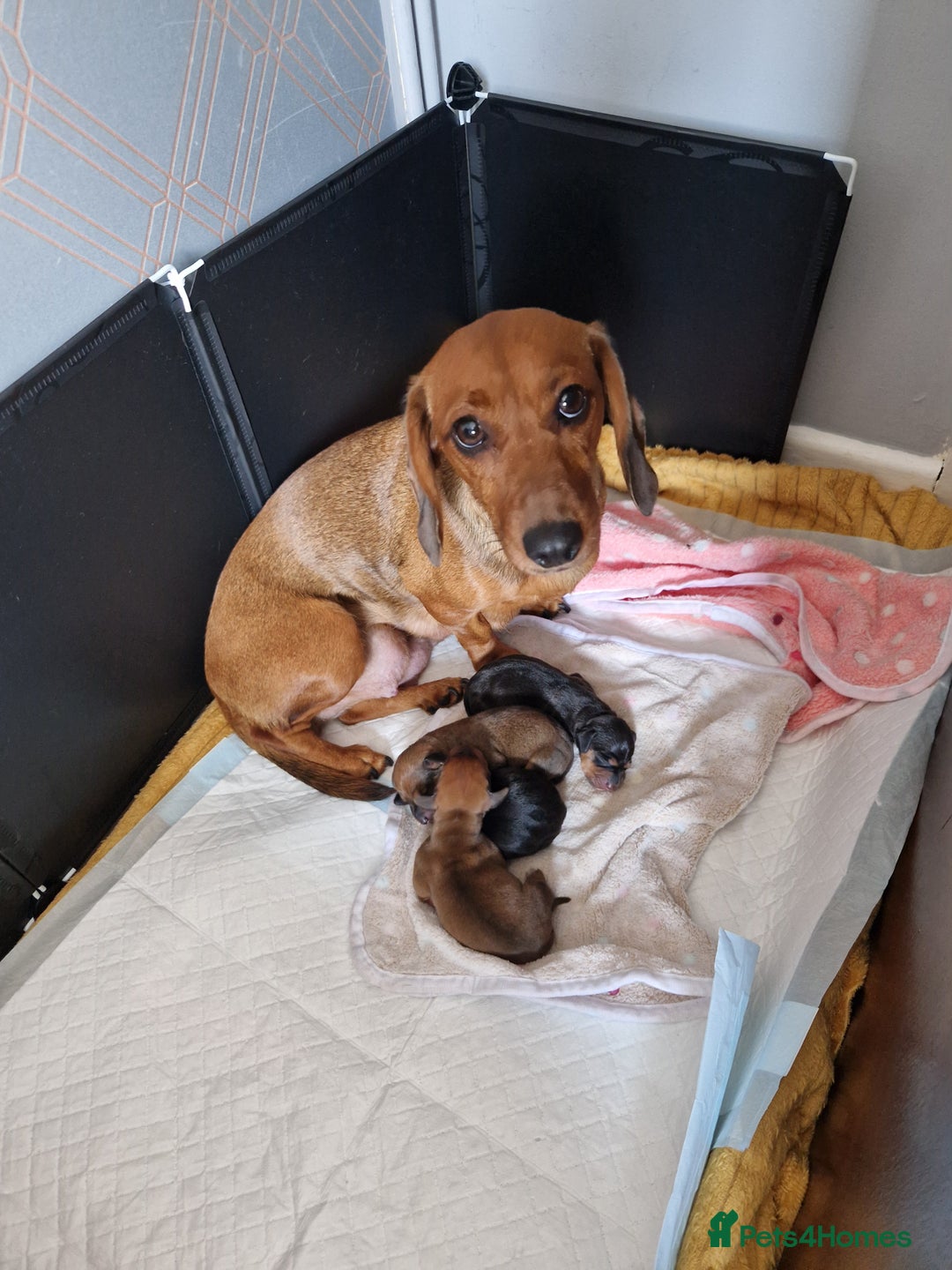 Dachshund dogs for sale: Boy / Girl - Image 6