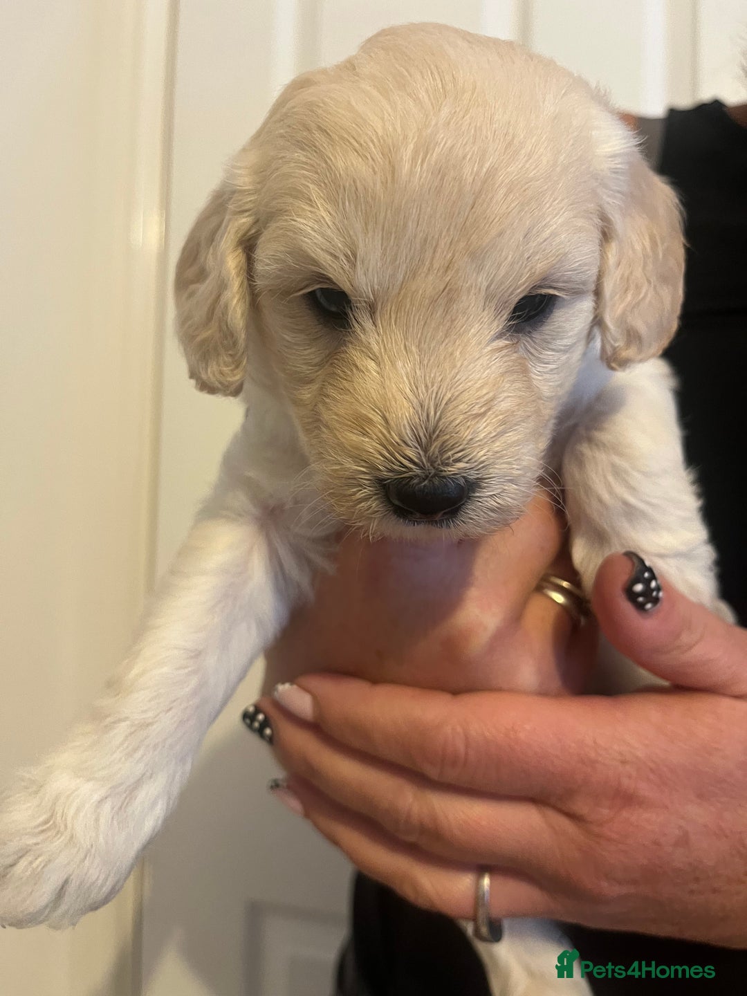 Labradoodle dogs for sale: Labradoodle puppies x 3 girls left ❤️ - Advert 8